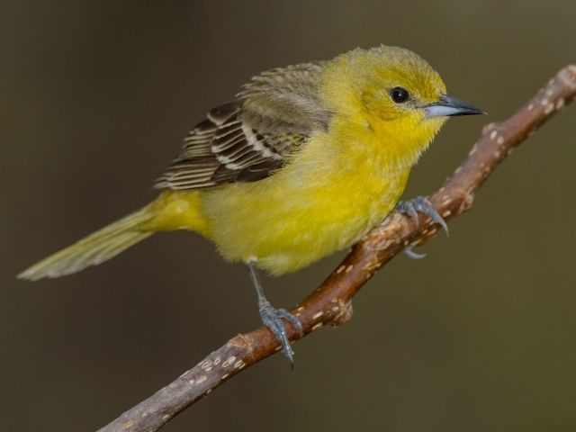 yellow bird with brown wings