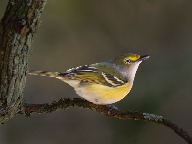 yellow bird with white eyes