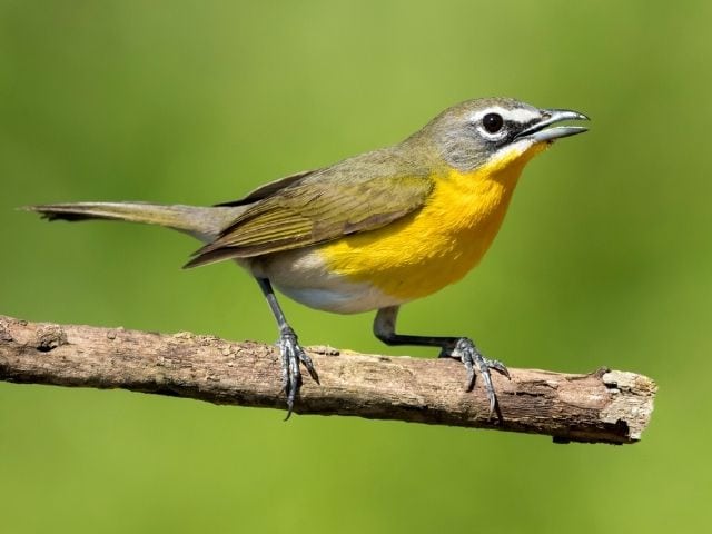 bird with yellow colored breast