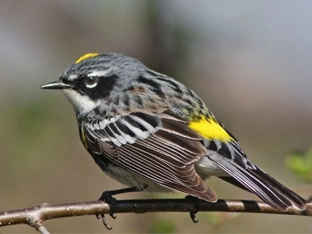 black and yellow bird