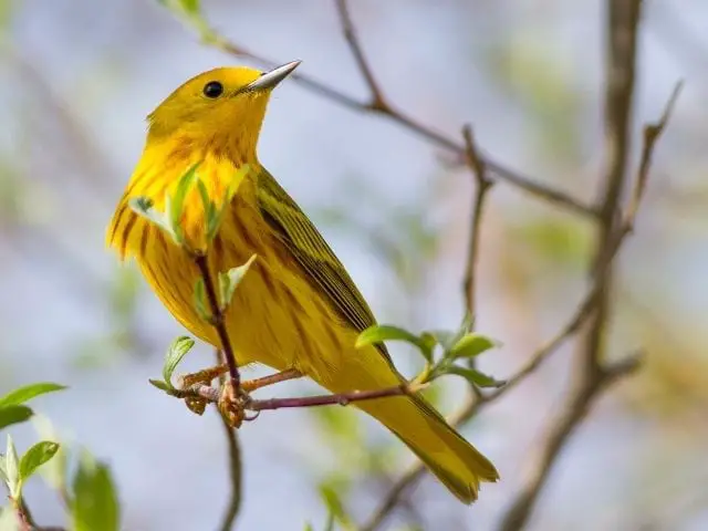 Yellow Warbler on a branch with leaves