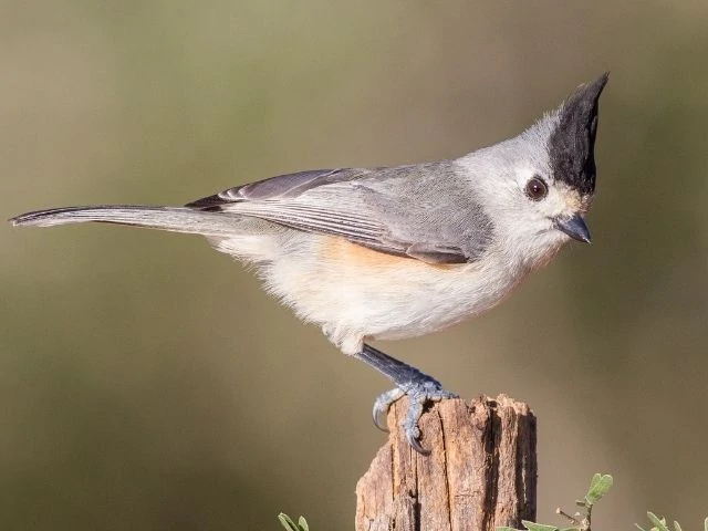 Titmouse with black crest