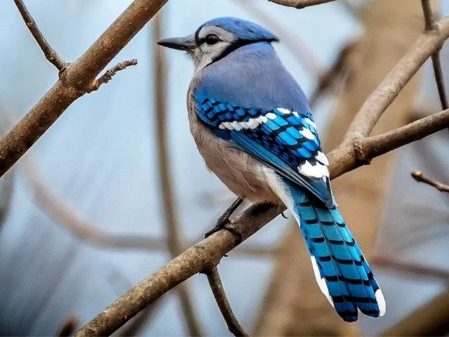 blue jay facing back looking for food