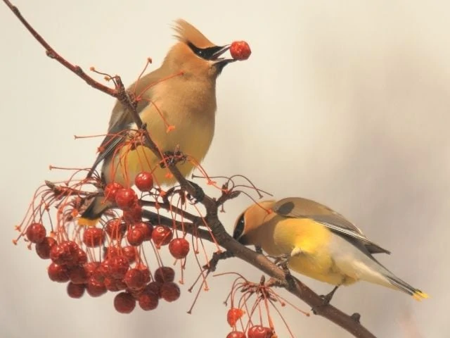 Cedar Waxwing feeding on fruits