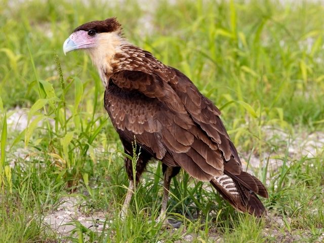 Crested Caracara on grass field