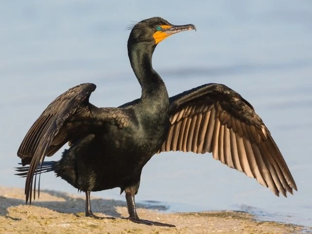 Double-Crested Cormorant