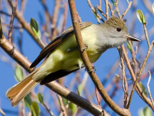 gray bird with yellow belly