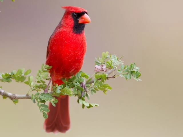 Northern Cardinal perched on a branch with leaves
