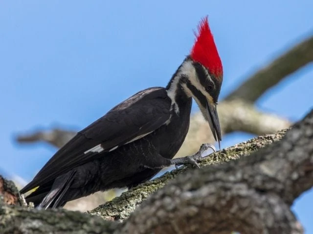 Black woodpecker with red crest