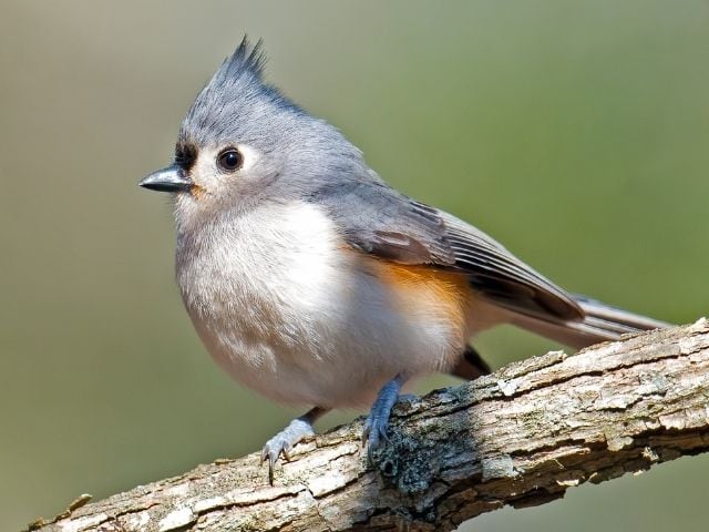 small and young Tufted Titmouse