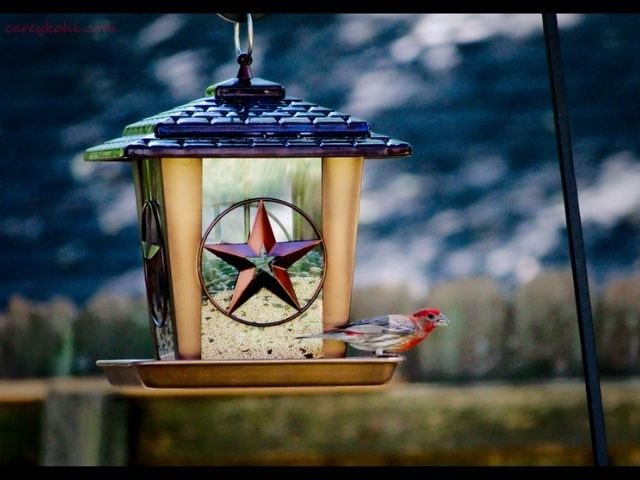 Feeder with star design