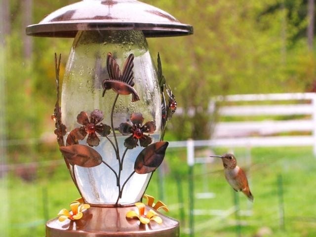 Feeder with rose designs