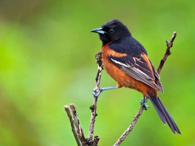 Male Orchard Oriole perches with green background