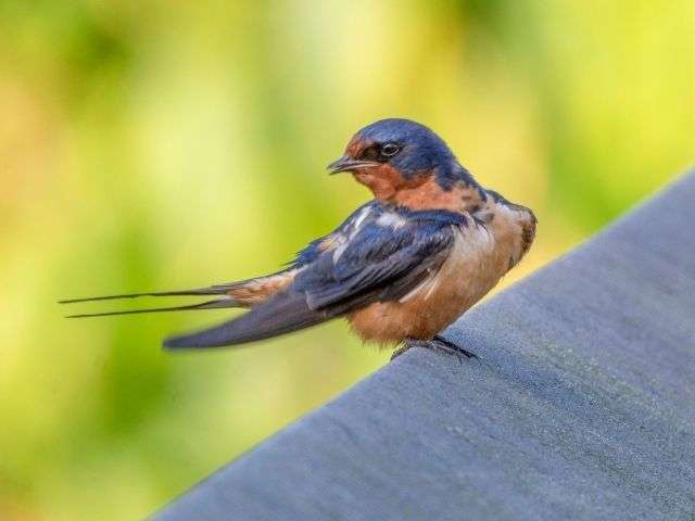 Barn Swallow sitting on rails