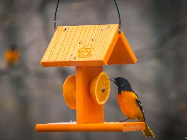 Fruit/Oriole Feeder attract a song bird