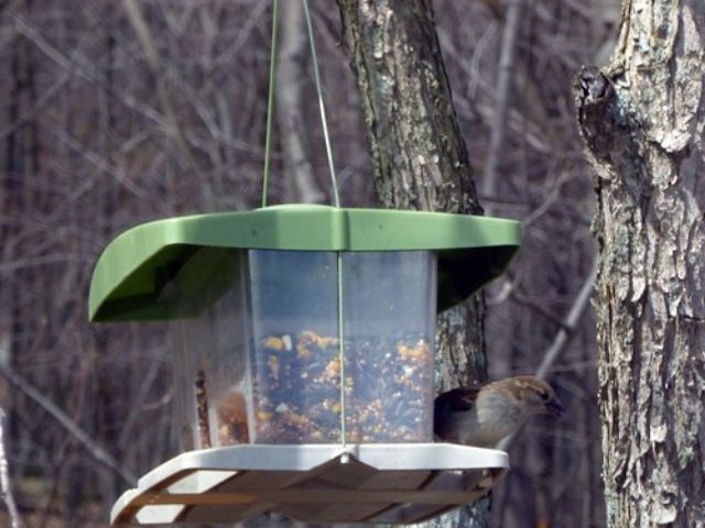 Hopper Feeder attract a brown sparrow