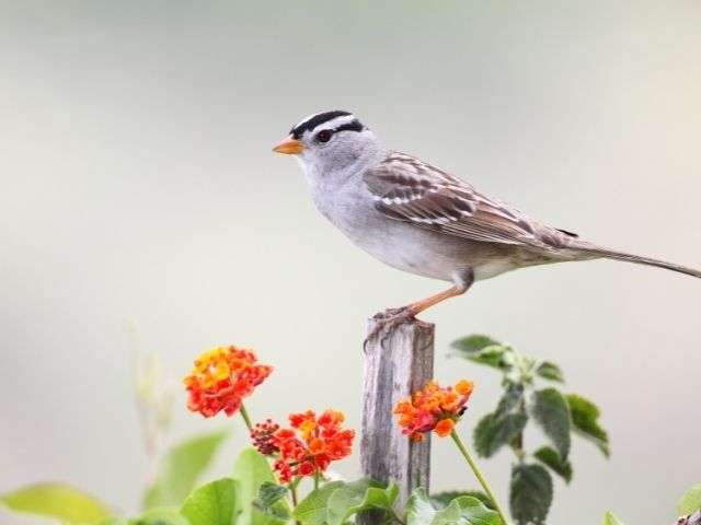 White-crowned Sparrow resting on the top of the pole