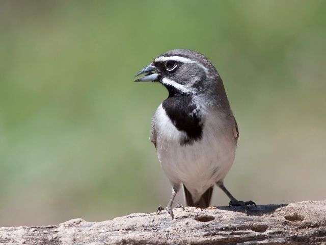 Black-throated Sparrow perched on a tree branch