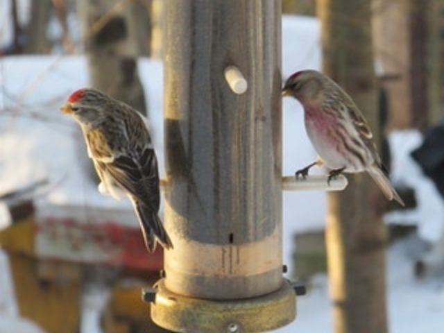 Nyjer/Thistle Feeder attracts Purple Finch