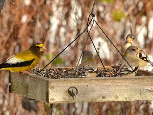 Platform/Tray Feeder attracts American Goldfinch