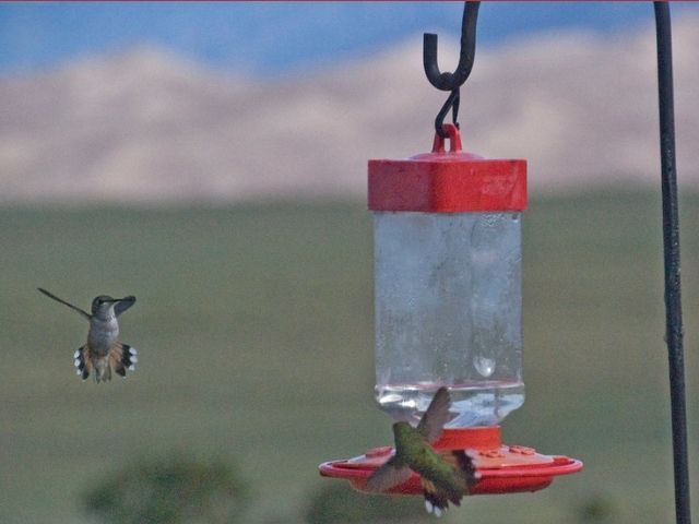 Nectar/Hummingbird feeder attracts hummingbirds