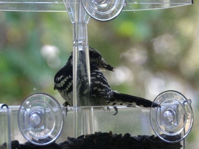 Platform feeder with suction cups