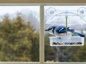 Window Feeders to have a better experience of bird watching