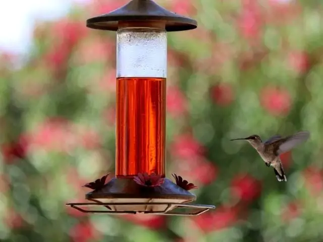 Nectar Feeders for hummingbirds