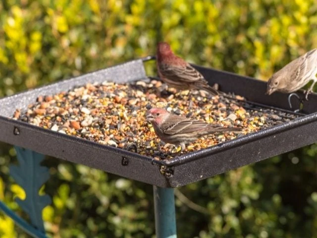 Platform Feeders attracts brown sparrow