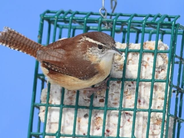 Suet Feeders attract sparrows