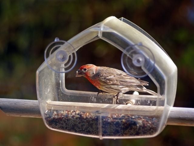 House Finch eating on window feeder