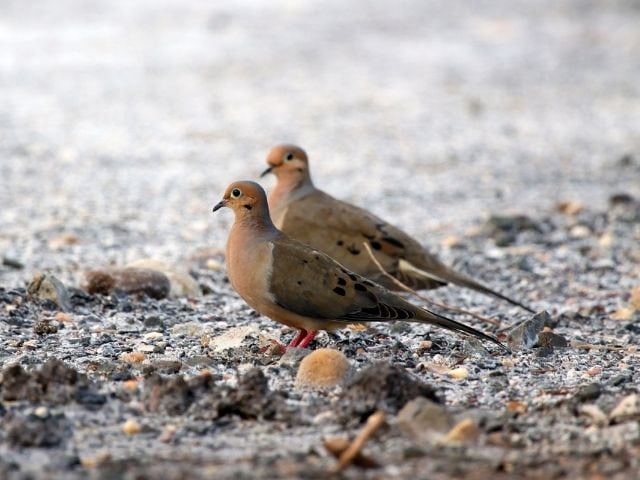 Two Mourning Dove walking together