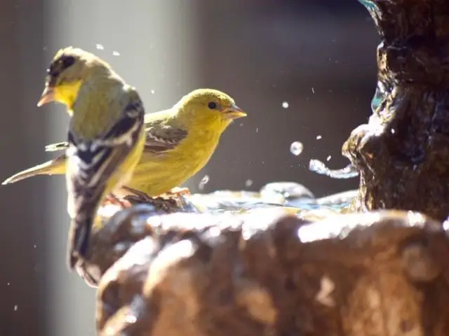 Lesser Goldfinch drinking on fountain 