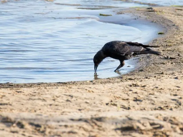 American Crow picking foods on the shore