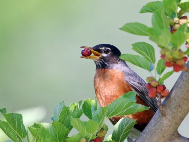 American Robin eating berries