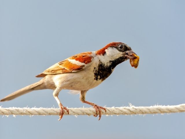 House Sparrow carrying a nut to eat