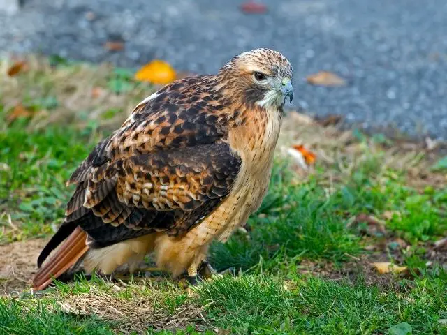 Red-Tailed Hawk resting on the ground