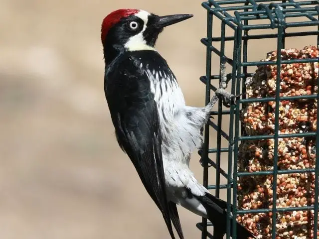Acorn Woodpecker eating on a suet feeder