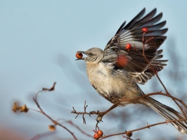 Northern Mockingbird picking fruits