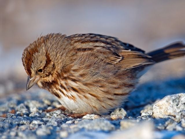 Song Sparrow resting on the ground