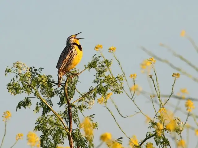 Western Meadowlark chirping on the top of the tree