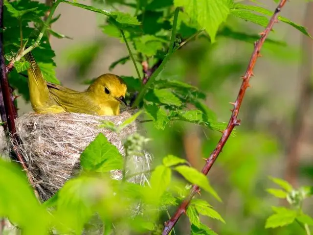 Yellow Warbler resting on its nest