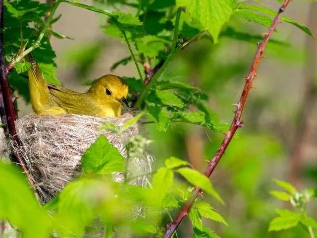 Yellow Warbler resting on its nest