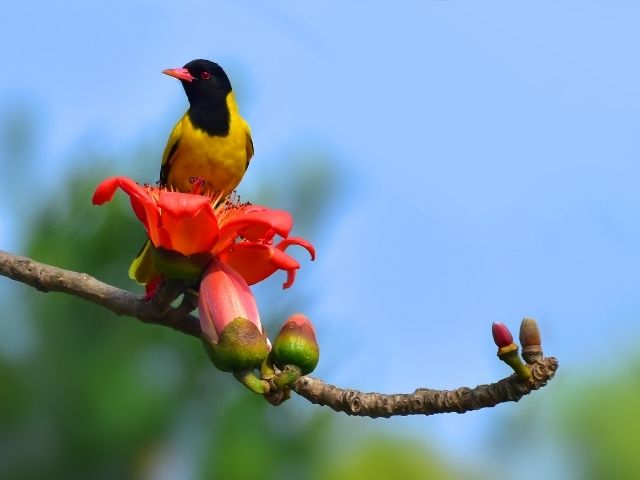 Hooded Oriole sipping nectar