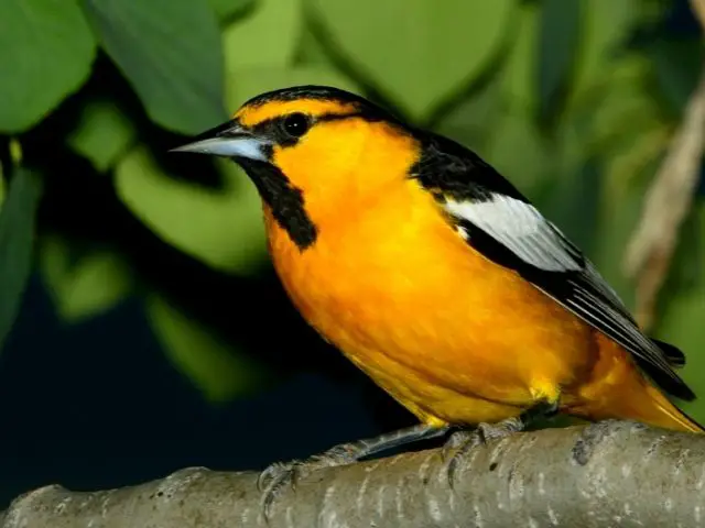Bullocks Oriole perched on the tree branch