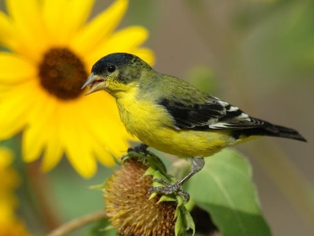 Lesser Goldfinch eating sunflower seeds