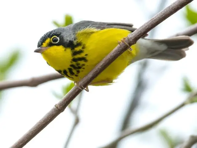 Canada Warbler perched on the branch