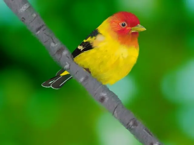 Western Tanager perched on the branch