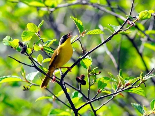 Common Yellowthroat singing courtship song in a spring