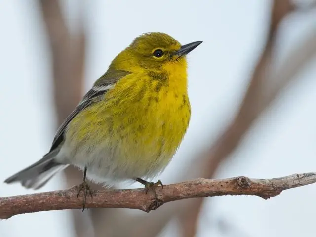 Pine Warbler perched on a branch
